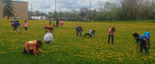 Dandelion season