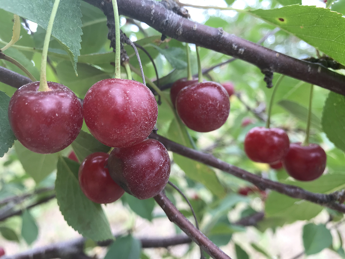 The Land Labor shortage hits local cherry industry.