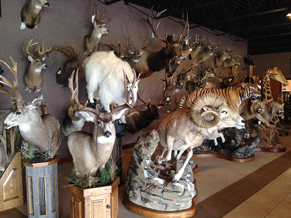 Legends Taxidermy has international reputation | MasonCountyPress.com