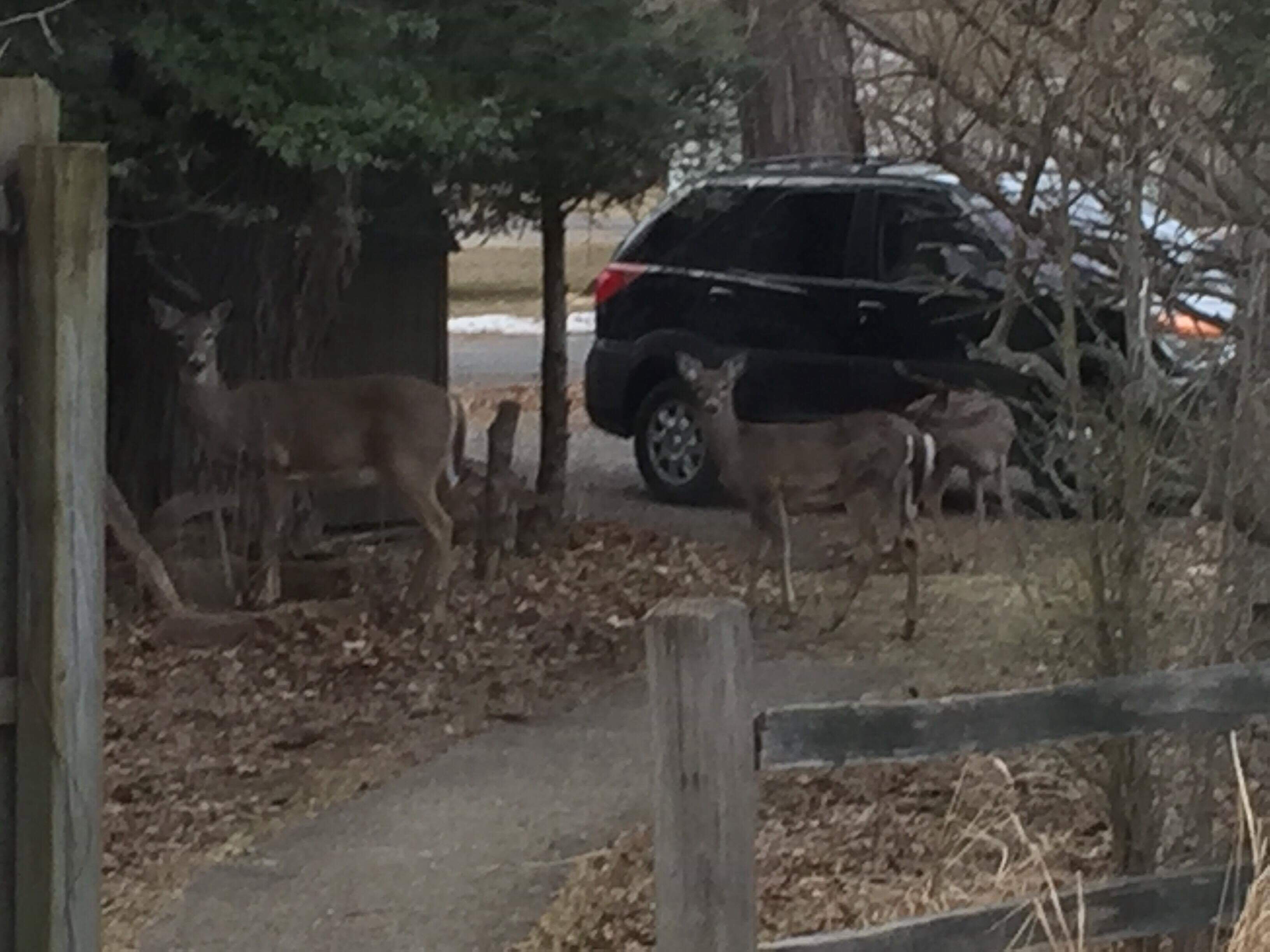 Deer population on the rise in Ludington. | MasonCountyPress.com